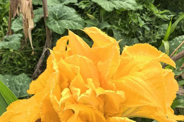 Flor de cabaza