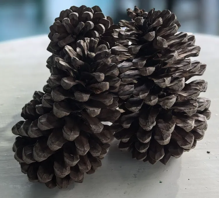 Piña de ocote